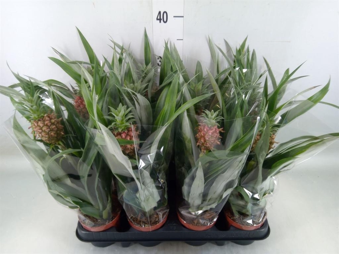 <h4>Ananas  'Rosita'</h4>