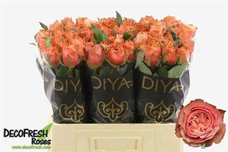 <h4>R Gr Kahala-bb</h4>