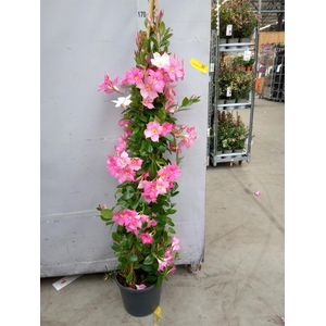 Mandevilla sand. 'Eagle Eye'