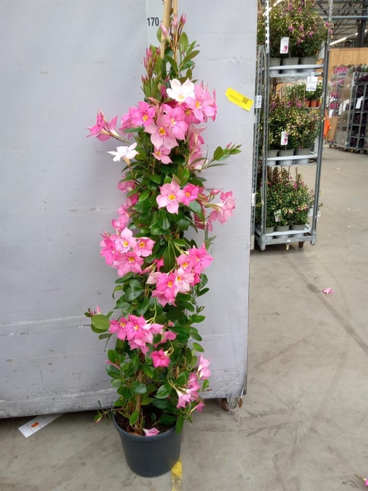 <h4>Mandevilla sand. 'Eagle Eye'</h4>