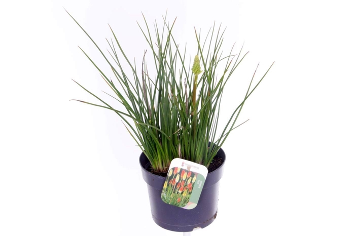 <h4>Kniphofia Poco Citron</h4>