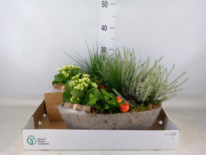 <h4>Arr.   Tuinplanten L%</h4>