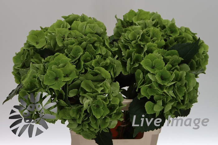 <h4>Hydrangea mag emerald classic</h4>