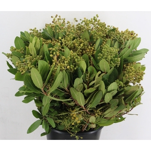 HETEROMELES ARBU BS