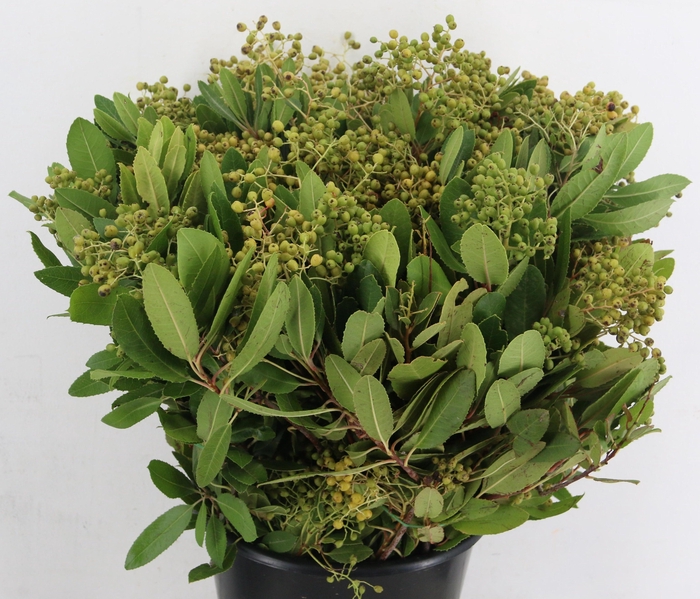 <h4>HETEROMELES ARBU BS</h4>
