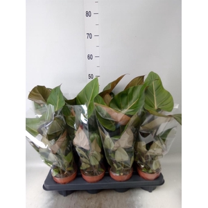 Philodendron   ...