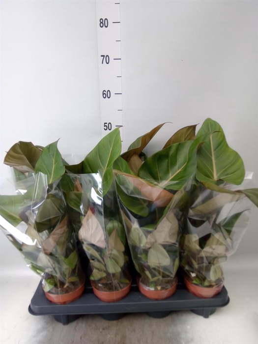 <h4>Philodendron   ...</h4>