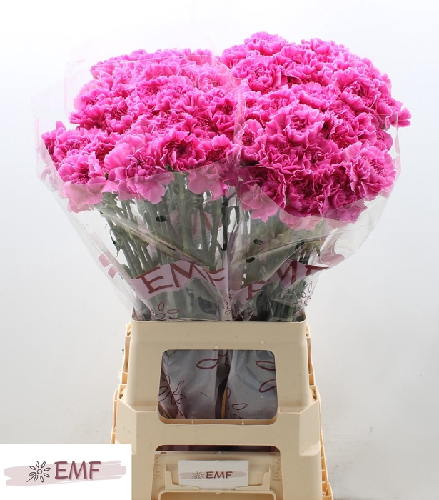 <h4>DI ST FARIDA</h4>