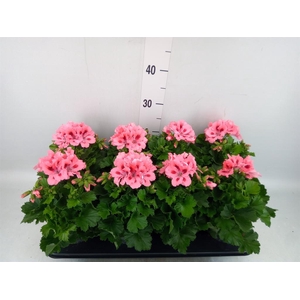 Pelargonium gran.   ..