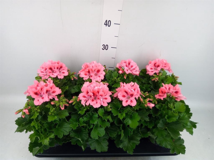 <h4>Pelargonium gran.   ..</h4>