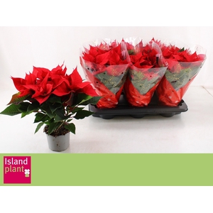 EUPHOR P CHR UNIVERS