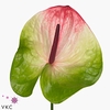 Anthurium zafira