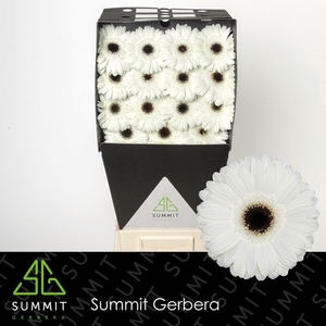 Gerbera White House Diamond per kaart