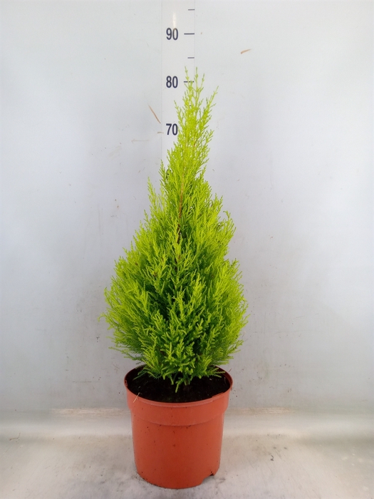 <h4>Cupressus macro. 'Goldcrest Wilma'</h4>