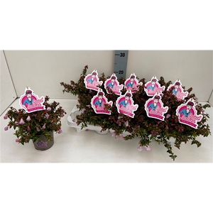 Abelia Lynn Pinky Bells 11T