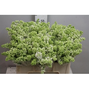 Syr V Mme Fl Stepman 4+