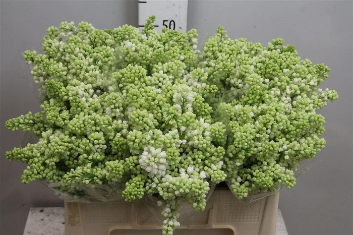 <h4>Syr V Mme Fl Stepman 4+</h4>