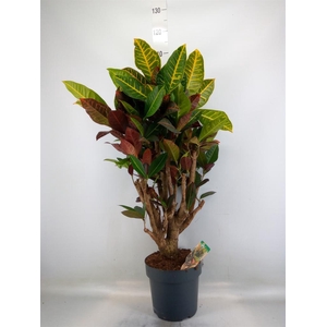 Codiaeum var. GR 'Petra'