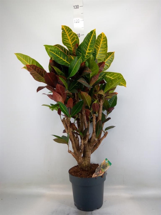 <h4>Codiaeum var. GR 'Petra'</h4>
