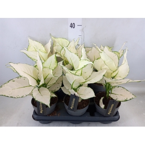 Aglaonema  'White Joy'