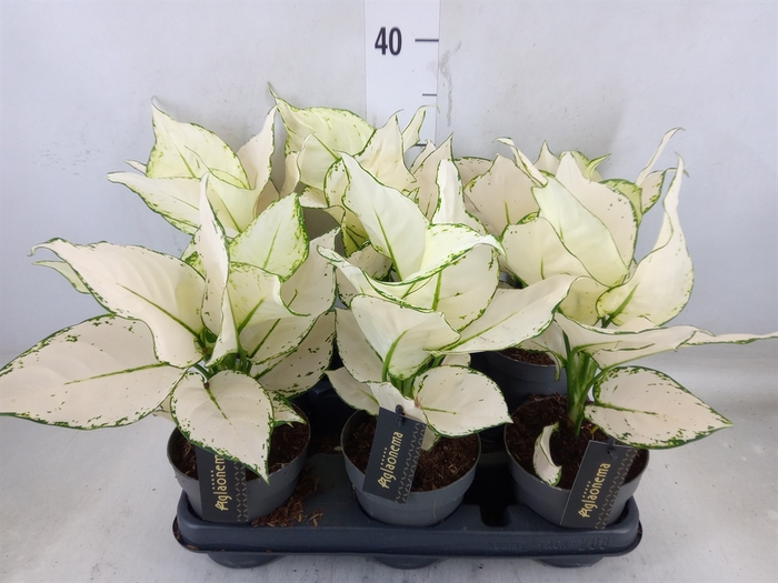 <h4>Aglaonema  'White Joy'</h4>