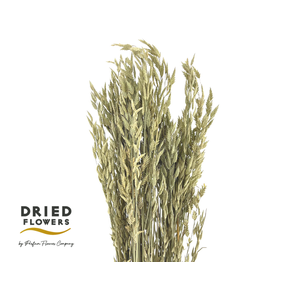 Dried Bromus