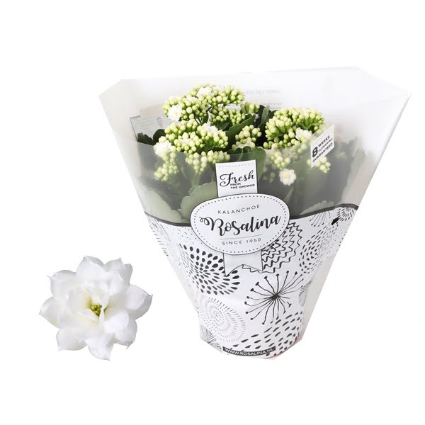 <h4>Kalanchoe Don Dione White</h4>