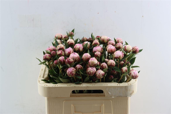 <h4>Paeo L Sarah Bernhardt Vertakt</h4>