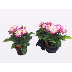 DAHL L MAG ROSE BICO