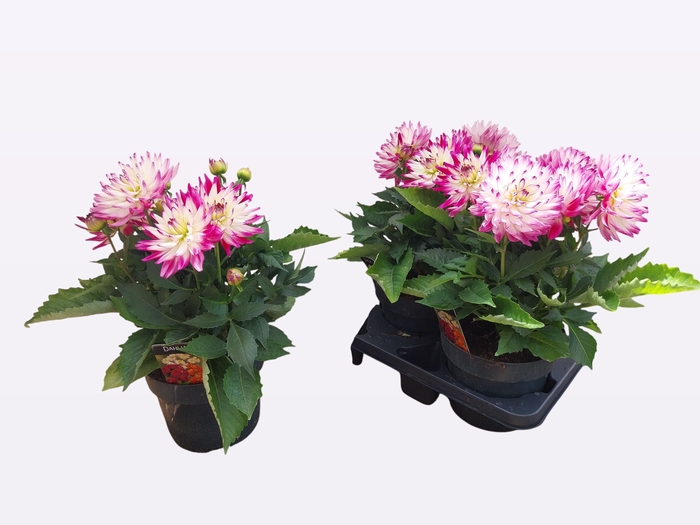 <h4>DAHL L MAG ROSE BICO</h4>