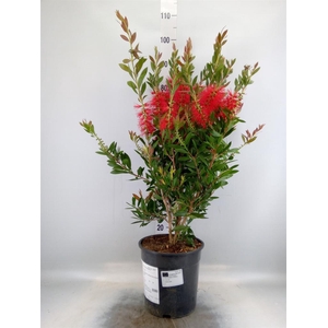 Callistemon citrinus