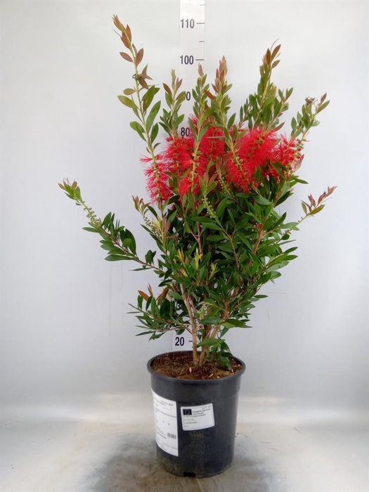 <h4>Callistemon citrinus</h4>