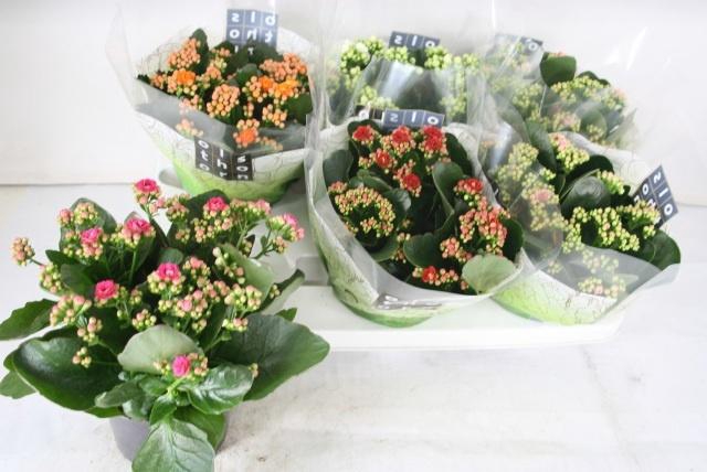 <h4>KAL GE GEM 5 KL</h4>