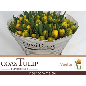 Tulipa do vuelta
