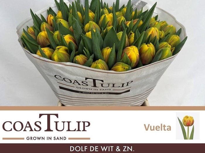 <h4>Tulipa do vuelta</h4>