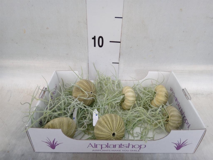 <h4>Arr.  Tillandsia L%</h4>