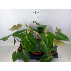 Philodendron gloriosum
