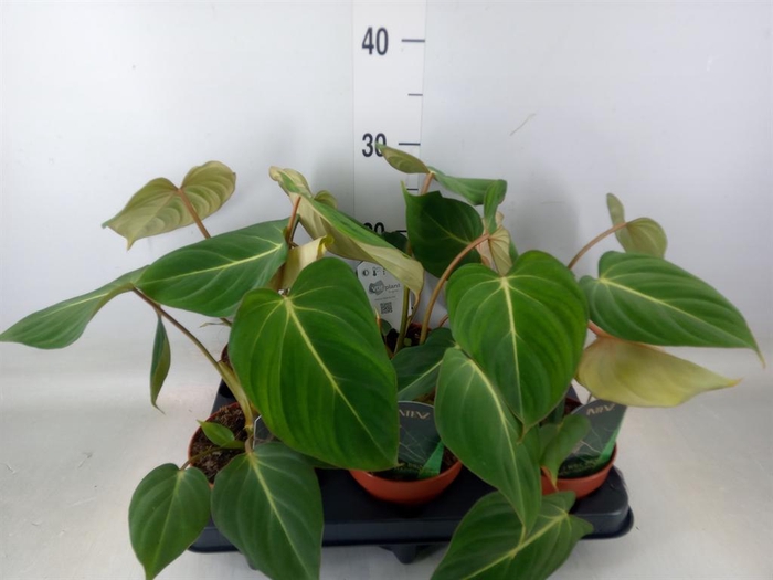 <h4>Philodendron gloriosum</h4>