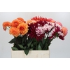 Dahlia Gemengd in fust