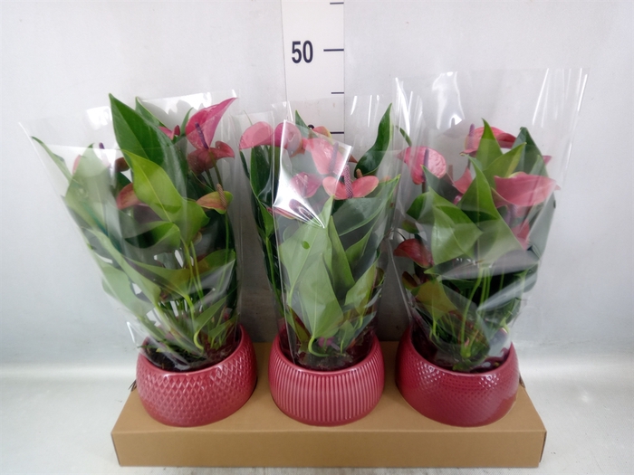 <h4>Anthurium andr. 'Pure Purple'</h4>