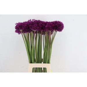 ALLIUM PURPLE SENS