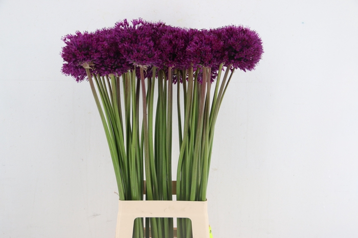 <h4>ALLIUM PURPLE SENS</h4>