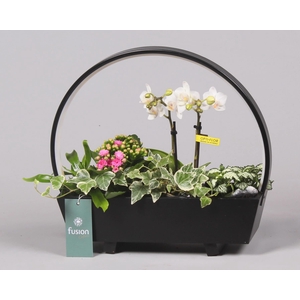 Lamp LED boog hout met Arrangement