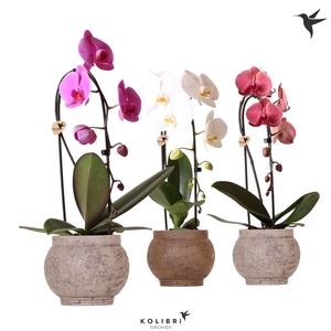 Phalaenopsis Elegant Cascade