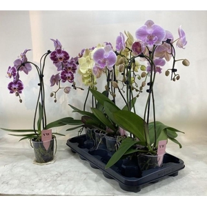 PHAL GEM