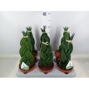 Sansevieria cyl.  ...