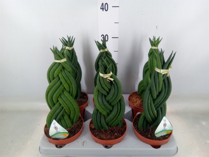 <h4>Sansevieria cyl.  ...</h4>