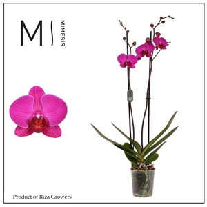 Phalaenopsis Mulberry Cake 2 spike – 12cm | Mimesis