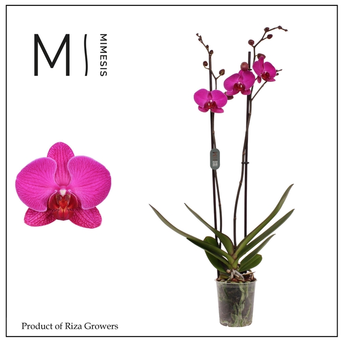 <h4>Phalaenopsis Mulberry Cake 2 spike – 12cm | Mimesis</h4>