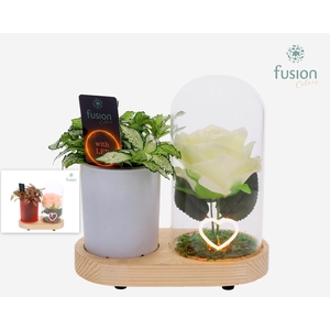 LED Lichtbal Hart houten planter met Fittonia
